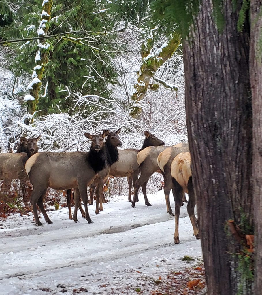 Elk on the road